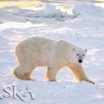 Alaska Arctic National Wildlife Refuge