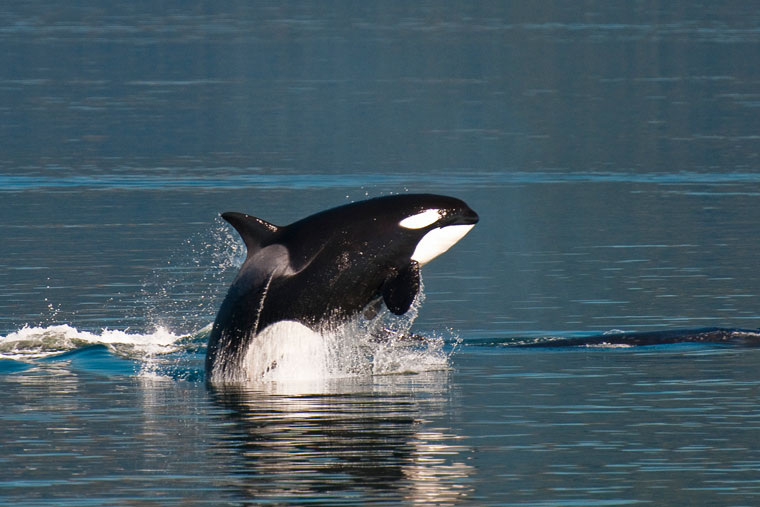 Alaska whales watching