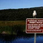 Anchorage Coastal Wildlife Refuge