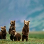 Alaska Katmai National Park and Preserve