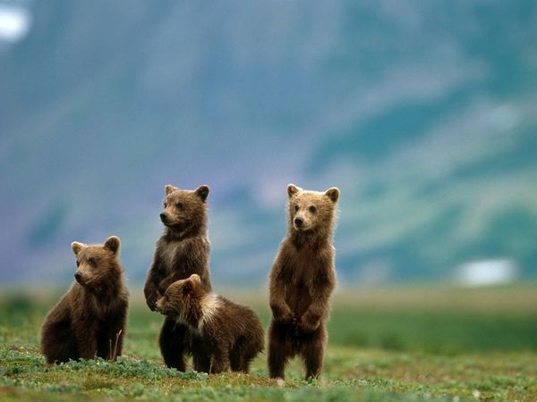 Alaska Katmai National Park and Preserve