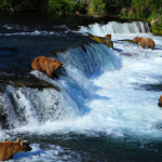 Alaska Katmai National Park and Preserve