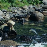 Alaska Kodiak National Wildlife Refuge